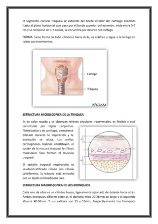 El segmento cervical traqueal se extiende del borde inferior del cartílago cricoides
hasta el plano horizontal que pasa por el borde superior del esternón, mide entre 5-7
cm y se compone de 6-7 anillos, se encuentra por delante del esófago.
FORMA: tiene forma de tubo cilíndrico hacia atrás, es elástico y sigue a la laringe en
todos sus movimientos.
ESTRUCTURA MICROSCOPICA DE LA TRAQUEA
Es de color rosado y se observan relieves circulares transversales, es flexible y está
constituido por tejido conjuntivo
fibroelastico y de cartílago, permanece
dilatado durante la inspiración y la
expiración se relaja. Los anillos
cartilaginosos hialinos constituyen el
sostén de la mucosa traqueal las fibras
musculares lisas forman el musculo
traqueal.
El epitelio traqueal respiratorio es
seudoestratificado ciliado con células
caliciformes, la tráquea está envuelta
por un tejido celuloadiposo laxo.
ESTRUCTURA MACROSCOPICA DE LOS BRONQUIOS
Cada uno de ellos es un cilindro hueco, ligeramente aplanado de delante hacia atrás.
Ambos bronquios difieren entre sí, el derecho mide 20-26mm de largo y el izquierdo
alcanza 40-50mm. Y sus calibres son 15 y 10mm, Respectivamente Los bronquios
 