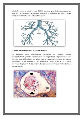principales entran al pulmón a nivel del hilio pulmonar y se dividen de nuevo una y
otra vez, en bronquios secundarios, terciarios y finalmente en unos 250.000
bronquiolos conocidos como túbulos bronquiales.
ESTRUCTURA MICROSCOPICA DE LOS BRONQUIOS
Los bronquios están internamente recubiertos por epitelio cilíndrico
pseudoestraficado y ciliado. Los cilios tienen una longitud de 5 a 7 μm habiendo unos
200 por cada célula ciliada. Los cilios mueven sustancias invasoras de manera
sincronizada y se mueven a una velocidad de entre 1000 a 1500 veces
por minuto desplazando de 1-2 mm/min. Estos son casi tan veloces como las células de
nuestro cuerpo.
 