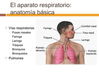 El aparato respiratorio:
anatomía básica


Vías respiratorias









Fosas nasales
Faringe
Laringe
Tráquea
Bronq...