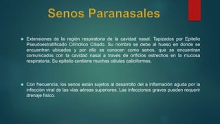  Extensiones de la región respiratoria de la cavidad nasal. Tapizados por Epitelio 
Pseudoestratificado Cilíndrico Ciliado. Su nombre se debe al hueso en donde se 
encuentran ubicados y por ello se conocen como senos, que se encuentran 
comunicados con la cavidad nasal a través de orificios estrechos en la mucosa 
respiratoria. Su epitelio contiene muchas células caliciformes. 
 Con frecuencia, los senos están sujetos al desarrollo del a inflamación aguda por la 
infección viral de las vías aéreas superiores. Las infecciones graves pueden requerir 
drenaje físico. 
 