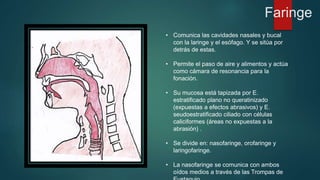 Faringe 
• Comunica las cavidades nasales y bucal 
con la laringe y el esófago. Y se sitúa por 
detrás de estas. 
• Permite el paso de aire y alimentos y actúa 
como cámara de resonancia para la 
fonación. 
• Su mucosa está tapizada por E. 
estratificado plano no queratinizado 
(expuestas a efectos abrasivos) y E. 
seudoestratificado ciliado con células 
caliciformes (áreas no expuestas a la 
abrasión) . 
• Se divide en: nasofaringe, orofaringe y 
laringofaringe. 
• La nasofaringe se comunica con ambos 
oídos medios a través de las Trompas de 
Eustaquio. 
 