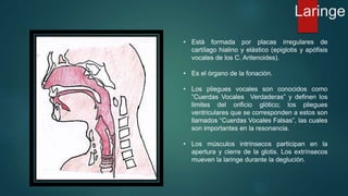 Laringe 
• Está formada por placas irregulares de 
cartílago hialino y elástico (epiglotis y apófisis 
vocales de los C. Aritenoides). 
• Es el órgano de la fonación. 
• Los pliegues vocales son conocidos como 
“Cuerdas Vocales Verdaderas” y definen los 
limites del orificio glótico; los pliegues 
ventriculares que se corresponden a estos son 
llamados “Cuerdas Vocales Falsas”, las cuales 
son importantes en la resonancia. 
• Los músculos intrínsecos participan en la 
apertura y cierre de la glotis. Los extrínsecos 
mueven la laringe durante la deglución. 
 