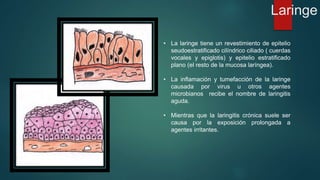 Laringe 
• La laringe tiene un revestimiento de epitelio 
seudoestratificado cilíndrico ciliado ( cuerdas 
vocales y epiglotis) y epitelio estratificado 
plano (el resto de la mucosa laríngea). 
• La inflamación y tumefacción de la laringe 
causada por virus u otros agentes 
microbianos recibe el nombre de laringitis 
aguda. 
• Mientras que la laringitis crónica suele ser 
causa por la exposición prolongada a 
agentes irritantes. 
 