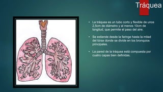 Tráquea 
• La tráquea es un tubo corto y flexible de unos 
2,5cm de diámetro y al menos 10cm de 
longitud, que permite el paso del aire. 
• Se extiende desde la faringe hasta la mitad 
del tórax donde se divide en los bronquios 
principales. 
• La pared de la tráquea está compuesta por 
cuatro capas bien definidas. 
 