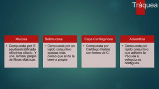 Tráquea 
Mucosa 
• Compuesta por E. 
seudoestratificado 
cilíndrico ciliado. Y 
una lamina propia 
de fibras elásticas. 
Submucosa 
• Compuesta por un 
tejido conjuntivo 
apenas más 
denso que el de la 
lamina propia 
Capa Cartilaginosa 
• Compuesta por 
Cartílago hialino 
con forma de C. 
Adventicia 
• Compuesta por 
tejido conjuntivo 
que adhiere la 
tráquea a 
estructuras 
contiguas. 
 