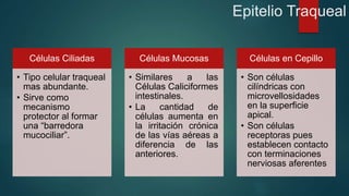 Epitelio Traqueal 
Células Ciliadas 
• Tipo celular traqueal 
mas abundante. 
• Sirve como 
mecanismo 
protector al formar 
una “barredora 
mucociliar”. 
Células Mucosas 
• Similares a las 
Células Caliciformes 
intestinales. 
• La cantidad de 
células aumenta en 
la irritación crónica 
de las vías aéreas a 
diferencia de las 
anteriores. 
Células en Cepillo 
• Son células 
cilíndricas con 
microvellosidades 
en la superficie 
apical. 
• Son células 
receptoras pues 
establecen contacto 
con terminaciones 
nerviosas aferentes 
 
