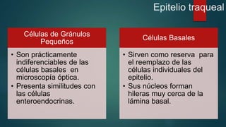Epitelio traqueal 
Células de Gránulos 
Pequeños 
• Son prácticamente 
indiferenciables de las 
células basales en 
microscopía óptica. 
• Presenta similitudes con 
las células 
enteroendocrinas. 
Células Basales 
• Sirven como reserva para 
el reemplazo de las 
células individuales del 
epitelio. 
• Sus núcleos forman 
hileras muy cerca de la 
lámina basal. 
 