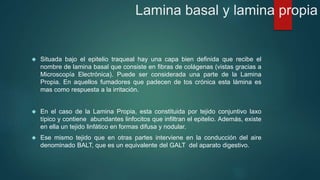 Lamina basal y lamina propia 
 Situada bajo el epitelio traqueal hay una capa bien definida que recibe el 
nombre de lamina basal que consiste en fibras de colágenas (vistas gracias a 
Microscopía Electrónica). Puede ser considerada una parte de la Lamina 
Propia. En aquellos fumadores que padecen de tos crónica esta lámina es 
mas como respuesta a la irritación. 
 En el caso de la Lamina Propia, esta constituida por tejido conjuntivo laxo 
típico y contiene abundantes linfocitos que infiltran el epitelio. Además, existe 
en ella un tejido linfático en formas difusa y nodular. 
 Ese mismo tejido que en otras partes interviene en la conducción del aire 
denominado BALT, que es un equivalente del GALT del aparato digestivo. 
 