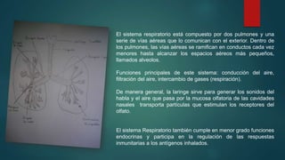 El sistema respiratorio está compuesto por dos pulmones y una 
serie de vías aéreas que lo comunican con el exterior. Dentro de 
los pulmones, las vías aéreas se ramifican en conductos cada vez 
menores hasta alcanzar los espacios aéreos más pequeños, 
llamados alveolos. 
Funciones principales de este sistema: conducción del aire, 
filtración del aire, intercambio de gases (respiración). 
De manera general, la laringe sirve para generar los sonidos del 
habla y el aire que pasa por la mucosa olfatoria de las cavidades 
nasales transporta partículas que estimulan los receptores del 
olfato. 
El sistema Respiratorio también cumple en menor grado funciones 
endocrinas y participa en la regulación de las respuestas 
inmunitarias a los antígenos inhalados. 
 