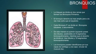 BRONQUIOS 
• La tráquea se divide en dos ramas que 
forman los Bronquios Primarios. 
• El bronquio derecho es mas amplio pero a la 
vez mas corto que el izquierdo. 
• Cada Bronquio P. se divide en Bronquios 
lobulares o secundarios. 
• De esta manera el pulmón izquierdo posee 
dos lóbulos, subdividido en 8 segmentos 
broncopulmonares, mientras que el derecho 
se divide en tres lóbulos y 10 segmentos 
broncopulmonares. 
• Los bronquios pueden identificarse por sus 
capas de cartílago y una capa circular de 
musculo liso. 
 