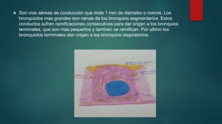  Son vías aéreas de conducción que mide 1 mm de diámetro o menos. Los 
bronquiolos mas grandes son ramas de los bronquios segmentarios. Estos 
conductos sufren ramificaciones consecutivas para dar origen a los bronquios 
terminales, que son mas pequeños y tambien se ramifican. Por ultimo los 
bronquiolos terminales dan origen a los bronquios respiratorios. 
 