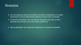 Alveolos 
 Son los espacios aereos terminales del sistema respiratorio y en estas 
estructuras ocurre el intercambio gaseoso entre el aire y la sangre. 
 Conductos alveolares: son vias aereas alargadas que casi no tiene 
paredes sino alveolos como sus limites perifericos. 
 Sacos alveolares: son espacios rodeados por cúmulos de alveolos 
 