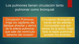 Los pulmones tienen circulación tanto 
pulmonar como bronquial 
Circulación Pulmonar: 
irriga los capilares del 
tabique alveolar y deriva 
de la arteria pulmonar 
que sale del ventrículo 
derecho del corazón 
Circulación Bronquial: a 
través de las arterias 
bronquiales que son 
ramas de la aorta, irriga 
todo el tejido pulmonar 
excepto los alvéolos. 
 