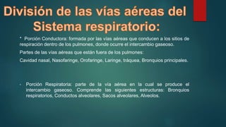 * Porción Conductora: formada por las vías aéreas que conducen a los sitios de 
respiración dentro de los pulmones, donde ocurre el intercambio gaseoso. 
Partes de las vías aéreas que están fuera de los pulmones: 
Cavidad nasal, Nasofaringe, Orofaringe, Laringe, tráquea, Bronquios principales. 
• Porción Respiratoria: parte de la vía aérea en la cual se produce el 
intercambio gaseoso. Comprende las siguientes estructuras: Bronquios 
respiratorios, Conductos alveolares, Sacos alveolares, Alveolos. 
 