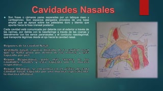  Son fosas o cámaras pares separadas por un tabique óseo y 
cartilaginoso. Son espacios alargados provistos de una base 
amplia que se apoya sobre los paladares duro y blando que 
apunta hacia la fosa craneal posterior. 
Cada cavidad está comunicada por delante con el exterior a través de 
las narinas, por detrás con la nasofaringe a través de las coanas y 
lateralmente con los senos paranasales y el conducto nasolagrimal, 
que transporta lágrimas desde el ojo hacia la cavidad nasal. 
 