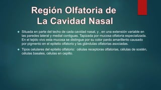  Situada en parte del techo de cada cavidad nasal, y , en una extensión variable en 
las paredes lateral y medial contiguas. Tapizada por mucosa olfatoria especializada. 
En el tejido vivo esta mucosa se distingue por su color pardo amarillento causado 
por pigmento en el epitelio olfatorio y las glándulas olfatorias asociadas. 
 Tipos celulares del epitelio olfatorio: células receptoras olfatorias, células de sostén, 
células basales, células en cepillo. 
 