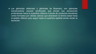  Las glándulas olfatorias( o glándulas de Bowman), son glándulas 
tuboalveolares serosas ramificadas que envían sus secreciones 
proteináceas hacia la superficie olfatoria a través de conductos excretores 
cortos formados por células cúbicas que atraviesan la lámina basal hacia 
el epitelio olfatorio para seguir hasta la superficie epitelial donde vierten la 
secreción. 
 