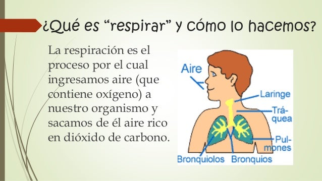 Aparato Respiratorio