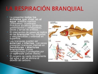  La presentan todos los 
animales que viven en el 
agua: anélidos marinos 
(poliquetos), crustáceos, 
moluscos acuáticos (bivalvos, 
gasterópodos y cefalópodos), 
peces y larvas de anfibios. 
 El intercambio de gases se realiza 
en las branquias muy delgadas 
y vascularizadas y extensas en 
superficie. 
 Las branquias pueden ser 
externas e internas. Los peces 
presentan branquias internas en 
hendiduras o aberturas 
branquiales (peces 
cartilaginosos) o protegidas por 
un opérculo (peces óseos). 
 El oxígeno se capta directamente 
del agua y allí se elimina el 
dióxido de carbono. 
 