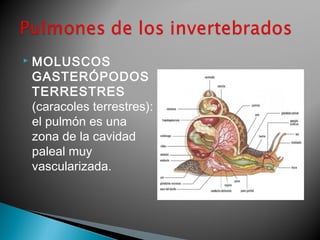  MOLUSCOS 
GASTERÓPODOS 
TERRESTRES 
(caracoles terrestres): 
el pulmón es una 
zona de la cavidad 
paleal muy 
vascularizada. 
 