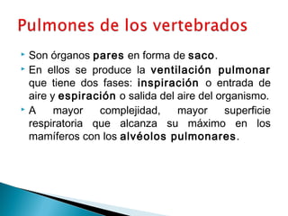  Son órganos pares en forma de saco. 
 En ellos se produce la ventilación pulmonar 
que tiene dos fases: inspiración o entrada de 
aire y espiración o salida del aire del organismo. 
 A mayor complejidad, mayor superficie 
respiratoria que alcanza su máximo en los 
mamíferos con los alvéolos pulmonares. 
 