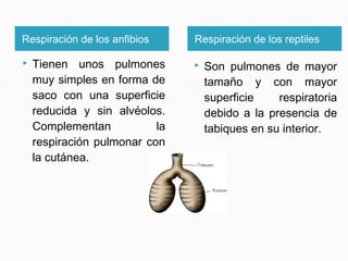 Respiración de los anfibios Respiración de los reptiles 
 Tienen unos pulmones 
muy simples en forma de 
saco con una superficie 
reducida y sin alvéolos. 
Complementan la 
respiración pulmonar con 
la cutánea. 
 Son pulmones de mayor 
tamaño y con mayor 
superficie respiratoria 
debido a la presencia de 
tabiques en su interior. 
 