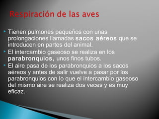  Tienen pulmones pequeños con unas 
prolongaciones llamadas sacos aéreos que se 
introducen en partes del animal. 
 El intercambio gaseoso se realiza en los 
parabronquios, unos finos tubos. 
 El aire pasa de los parabronquios a los sacos 
aéreos y antes de salir vuelve a pasar por los 
parabronquios con lo que el intercambio gaseoso 
del mismo aire se realiza dos veces y es muy 
eficaz. 
 