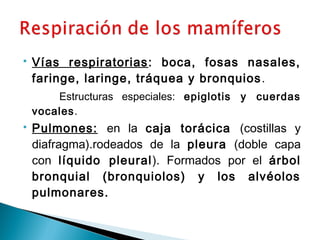  Vías respiratorias: boca, fosas nasales, 
faringe, laringe, tráquea y bronquios. 
Estructuras especiales: epiglotis y cuerdas 
vocales. 
 Pulmones: en la caja torácica (costillas y 
diafragma).rodeados de la pleura (doble capa 
con líquido pleural). Formados por el árbol 
bronquial (bronquiolos) y los alvéolos 
pulmonares. 
 