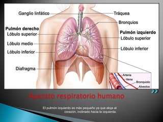 El pulmón izquierdo es más pequeño ya que aloja al 
corazón, inclinado hacia la izquierda. 
 