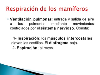 o Ventilación pulmonar: entrada y salida de aire 
a los pulmones mediante movimientos 
controlados por el sistema nervioso. Consta: 
1- Inspiración: los músculos intercostales 
elevan las costillas. El diafragma baja. 
2- Espiración: al revés. 
 