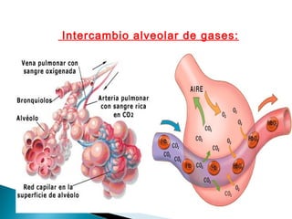 Intercambio alveolar de gases: 
 