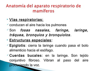 Vías respiratorias: 
 conducen el aire hacia los pulmones 
 Son fosas nasales, faringe, laringe, 
tráquea, bronquios y bronquiolos. 
 Estructuras especiales: 
 Epiglotis: cierra la laringe cuando pasa el bolo 
alimenticio hacia el esófago. 
Cuerdas bucales: en la laringe. Son tejido 
conjuntivo fibroso. Vibran al paso del aire 
produciendo la voz. 
 