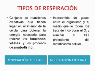  Conjunto de reacciones 
oxidativas que tienen 
lugar en el interior de la 
célula para obtener la 
energía necesaria para 
realizar las funciones 
vitales y los procesos 
de anabolismo. 
 Intercambio de gases 
entre el organismo y el 
medio que le rodea. Se 
trata de incorporar el O2 y 
eliminar el CO2 
procedente del 
metabolismo celular. 
RESPIRACIÓN CELULAR RESPIRACIÓN EXTERNA 
 