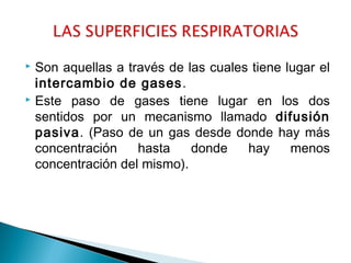  Son aquellas a través de las cuales tiene lugar el 
intercambio de gases. 
 Este paso de gases tiene lugar en los dos 
sentidos por un mecanismo llamado difusión 
pasiva. (Paso de un gas desde donde hay más 
concentración hasta donde hay menos 
concentración del mismo). 
 