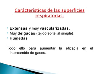 Extensas y muy vascularizadas. 
 Muy delgadas (tejido epitelial simple) 
 Húmedas 
Todo ello para aumentar la eficacia en el 
intercambio de gases. 
 