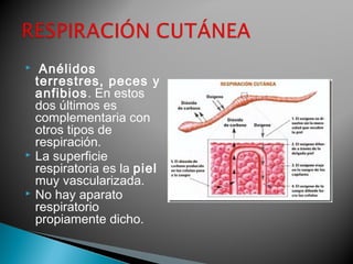  Anélidos 
terrestres, peces y 
anfibios. En estos 
dos últimos es 
complementaria con 
otros tipos de 
respiración. 
 La superficie 
respiratoria es la piel 
muy vascularizada. 
 No hay aparato 
respiratorio 
propiamente dicho. 
 