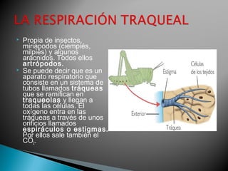  Propia de insectos, 
miriápodos (ciempiés, 
milpiés) y algunos 
arácnidos. Todos ellos 
artrópodos. 
 Se puede decir que es un 
aparato respiratorio que 
consiste en un sistema de 
tubos llamados tráqueas 
que se ramifican en 
traqueolas y llegan a 
todas las células. El 
oxígeno entra en las 
tráqueas a través de unos 
orificios llamados 
espiráculos o estigmas. 
Por ellos sale también el 
CO2. 
 