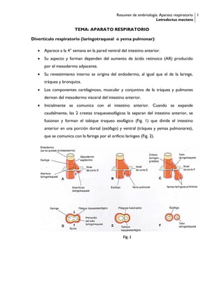 Resumen de embriología: Aparato respiratorio
Latrodectus mactans
1
TEMA: APARATO RESPIRATORIO
Divertículo respiratorio (laringotraqueal o yema pulmonar):
 Aparece a la 4° semana en la pared ventral del intestino anterior.
 Su aspecto y forman dependen del aumento de ácido retinoico (AR) producido
por el mesodermo adyacente.
 Su revestimiento interno se origina del endodermo, al igual que el de la laringe,
tráquea y bronquios.
 Los componentes cartilaginoso, muscular y conjuntivo de la tráquea y pulmones
derivan del mesodermo visceral del intestino anterior.
 Inicialmente se comunica con el intestino anterior. Cuando se expande
caudalmente, las 2 crestas traqueoesofágicas la separan del intestino anterior, se
fusionan y forman el tabique traqueo esofágico (Fig. 1) que divide el intestino
anterior en una porción dorsal (esófago) y ventral (tráquea y yemas pulmonares),
que se comunica con la faringe por el orificio laríngeo (Fig. 2).
Fig. 1
 