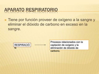APARATO RESPIRATORIO
 Tiene por función proveer de oxígeno a la sangre y
eliminar el dióxido de carbono en exceso en la
sangre.
Procesos relacionados con la
captación de oxígeno y la
eliminación de dióxido de
carbono.
RESPIRACIÓ
N
 
