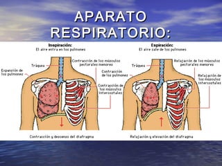 APARATOAPARATO
RESPIRATORIO:RESPIRATORIO:
 