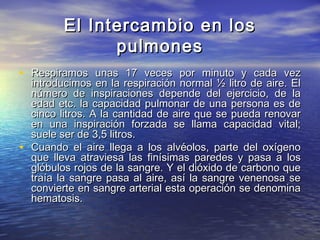 El Intercambio en losEl Intercambio en los
pulmonespulmones
• Respiramos unas 17 veces por minuto y cada vezRespiramos unas 17 veces por minuto y cada vez
introducimos en la respiración normal ½ litro de aire. Elintroducimos en la respiración normal ½ litro de aire. El
número de inspiraciones depende del ejercicio, de lanúmero de inspiraciones depende del ejercicio, de la
edad etc. la capacidad pulmonar de una persona es deedad etc. la capacidad pulmonar de una persona es de
cinco litros. A la cantidad de aire que se pueda renovarcinco litros. A la cantidad de aire que se pueda renovar
en una inspiración forzada se llama capacidad vital;en una inspiración forzada se llama capacidad vital;
suele ser de 3,5 litros.suele ser de 3,5 litros.
• Cuando el aire llega a los alvéolos, parte del oxígenoCuando el aire llega a los alvéolos, parte del oxígeno
que lleva atraviesa las finísimas paredes y pasa a losque lleva atraviesa las finísimas paredes y pasa a los
glóbulos rojos de la sangre. Y el dióxido de carbono queglóbulos rojos de la sangre. Y el dióxido de carbono que
traía la sangre pasa al aire, así la sangre venenosa setraía la sangre pasa al aire, así la sangre venenosa se
convierte en sangre arterial esta operación se denominaconvierte en sangre arterial esta operación se denomina
hematosis.hematosis.
 