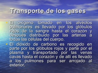 Transporte de los gasesTransporte de los gases
• El oxígeno tomado en los alvéolosEl oxígeno tomado en los alvéolos
pulmonares es llevado por los glóbulospulmonares es llevado por los glóbulos
rojos de la sangre hasta el corazón yrojos de la sangre hasta el corazón y
después distribuido por las arterias adespués distribuido por las arterias a
todas las células del cuerpo.todas las células del cuerpo.
• El dióxido de carbono es recogido enEl dióxido de carbono es recogido en
parte por los glóbulos rojos y parte por elparte por los glóbulos rojos y parte por el
plasma y transportado por las venasplasma y transportado por las venas
cavas hasta el corazón y de allí es llevadocavas hasta el corazón y de allí es llevado
a los pulmones para ser arrojado ala los pulmones para ser arrojado al
exterior.exterior.
 