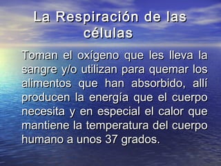 La Respiración de lasLa Respiración de las
célulascélulas
Toman el oxígeno que les lleva laToman el oxígeno que les lleva la
sangre y/o utilizan para quemar lossangre y/o utilizan para quemar los
alimentos que han absorbido, allíalimentos que han absorbido, allí
producen la energía que el cuerpoproducen la energía que el cuerpo
necesita y en especial el calor quenecesita y en especial el calor que
mantiene la temperatura del cuerpomantiene la temperatura del cuerpo
humano a unos 37 grados.humano a unos 37 grados.
 