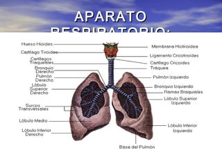 APARATOAPARATO
RESPIRATORIO:RESPIRATORIO:
 