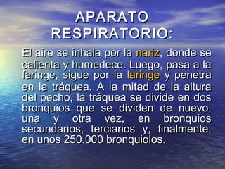 APARATOAPARATO
RESPIRATORIO:RESPIRATORIO:
El aire se inhala por laEl aire se inhala por la nariznariz, donde se, donde se
calienta y humedece. Luego, pasa a lacalienta y humedece. Luego, pasa a la
faringe, sigue por lafaringe, sigue por la laringelaringe y penetray penetra
en la tráquea. A la mitad de la alturaen la tráquea. A la mitad de la altura
del pecho, la tráquea se divide en dosdel pecho, la tráquea se divide en dos
bronquios que se dividen de nuevo,bronquios que se dividen de nuevo,
una y otra vez, en bronquiosuna y otra vez, en bronquios
secundarios, terciarios y, finalmente,secundarios, terciarios y, finalmente,
en unos 250.000 bronquiolos.en unos 250.000 bronquiolos.
 