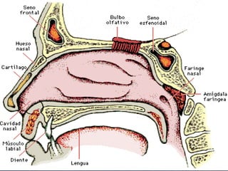 APARATOAPARATO
RESPIRATORIO:RESPIRATORIO:
 