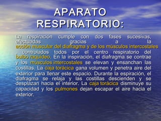APARATOAPARATO
RESPIRATORIO:RESPIRATORIO:
La respiración cumple con dos fases sucesivas,La respiración cumple con dos fases sucesivas,
efectuadas gracias a laefectuadas gracias a la
acción muscular del diafragma y de los músculos intercostalesacción muscular del diafragma y de los músculos intercostales
, controlados todos por el centro respiratorio del, controlados todos por el centro respiratorio del
bulbo raquídeobulbo raquídeo. En la inspiración, el diafragma se contrae. En la inspiración, el diafragma se contrae
y losy los músculos intercostalesmúsculos intercostales se elevan y ensanchan lasse elevan y ensanchan las
costillas. Lacostillas. La caja torácicacaja torácica gana volumen y penetra aire delgana volumen y penetra aire del
exterior para llenar este espacio. Durante la espiración, elexterior para llenar este espacio. Durante la espiración, el
diafragma se relaja y las costillas descienden y sediafragma se relaja y las costillas descienden y se
desplazan hacia el interior. Ladesplazan hacia el interior. La caja torácicacaja torácica disminuye sudisminuye su
capacidad y loscapacidad y los pulmonespulmones dejan escapar el aire hacia eldejan escapar el aire hacia el
exterior.exterior.
 
