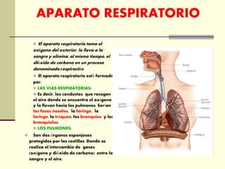 APARATO RESPIRATORIO
 El aparato respiratorio toma el
oxígeno del exterior, lo lleva a la
sangre y elimina, al mismo tiempo, el
dióxido de carbono en un proceso
denominado respiración.
 El aparato respiratorio está formado
por:
 LAS VÍAS RESPIRATORIAS:
 Es decir, los conductos que recogen
el aire donde se encuentra el oxígeno
y lo llevan hacia los pulmones. Serían
las fosas nasales, la faringe, la
laringe, la tráquea, los bronquios y los
bronquiolos.
 LOS PULMONES:
 Son dos órganos esponjosos
protegidos por las costillas. Donde se
realiza el intercambio de gases
(oxígeno y dióxido de carbono) entre la
sangre y el aire.
 