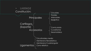  LARINGE
Constitución:
Principales
Cartílagos
(Soporte)
Accesorios
Ligamentos:
Cricoides
Tiroides
Artenoides
Epiglotico
Corniculado
Cuneiforme
Sesamoideos
Cricotiroideo medio
Membrana fibroelástica
Membrana Cuadrangular
Cono elástico
 
