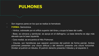 PULMONES
 Son órganos pares en los que se realiza la hematosis
 FORMA: Semicónica
- Vértice, sobresale por el orificio superior del tórax y ocupa la base del cuello.
- Base, es cóncava y semilunar, se apoya en el diafragma. La base derecha es algo más
elevada que la base izquierda.
- Cara medial, se encuentra el Hilio Pulmonar.
- Cisuras, son hendiduras que separan porciones del pulmón de forma parcial. Ambos
pulmones presentan una cisura oblícua y del derecho presenta una cisura horizontal.
Dividen al pulmón en lóbulos. El pulmón derecho presenta 3 lóbulos y el izquierdo 2.
 